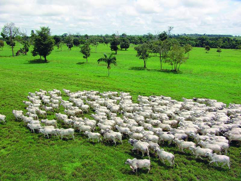 2020 e as oportunidades para agropecuária