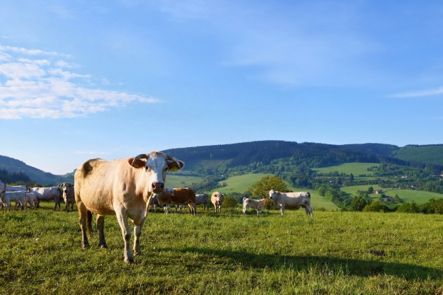 Produção mundial de carne deve crescer 13% até 2028, e será puxada pelo Brasil