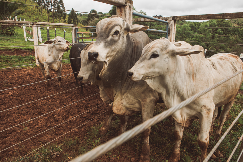 CNA propõe medidas de proteção ao produtor rural