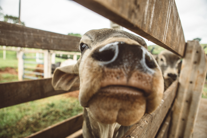 Carne bovina brasileira ganha espaço no Oriente Médio