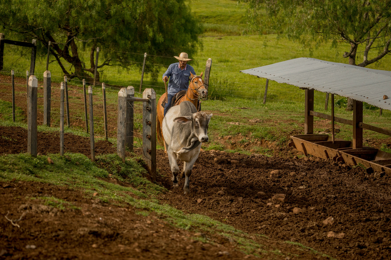 Brasil atinge volume recorde de carne bovina exportada