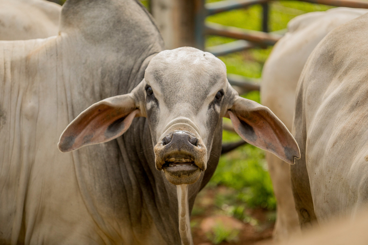 Média diária de carne bovina exportada pelo Brasil cresceu