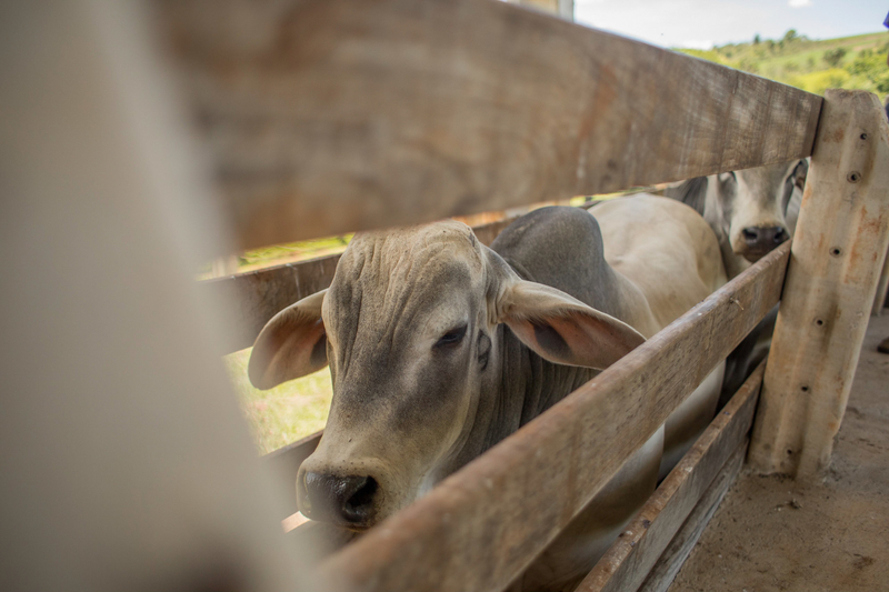 Expectativa é de alta no consumo de carne bovina neste mês