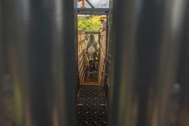 Exportação de carne bovina em maio cresce 33%