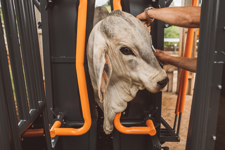 Exportação de carne bovina em julho pode ser recorde