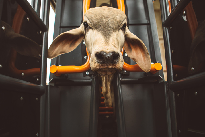 Bem-estar animal está na lista de soluções digitais brasileiras