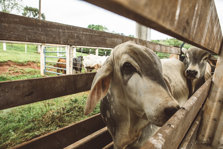 Boiada escassa e exportações mantêm arroba nas alturas