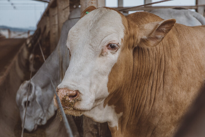 Valor Bruto da Produção Agropecuária deve ultrapassar R$1 trilhão