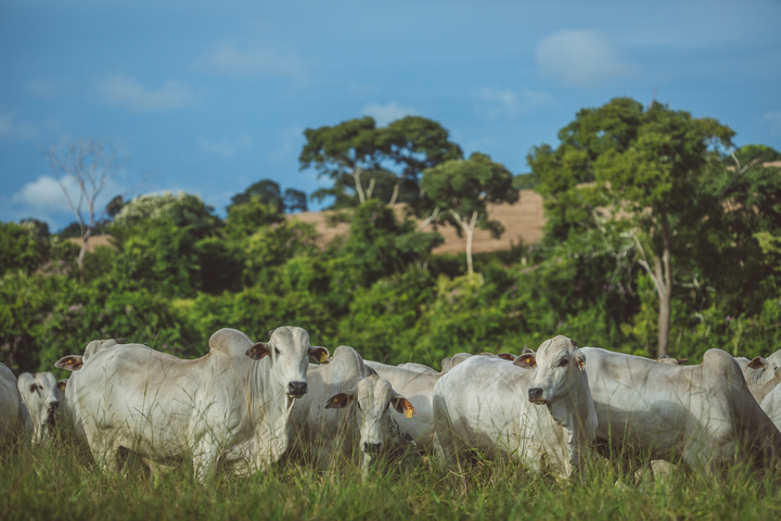 Exportação de carne bovina bate recorde em março