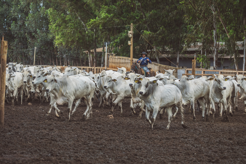 Agropecuária tem recorte de empregos gerados