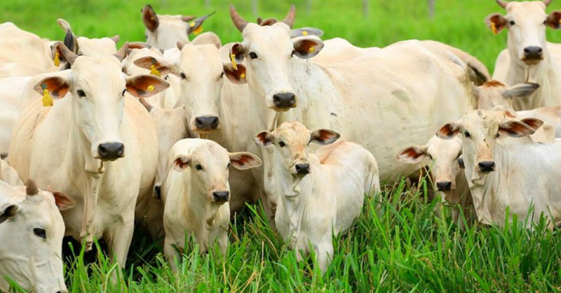 Sistema de manejo e bem estar animal dentro do curral