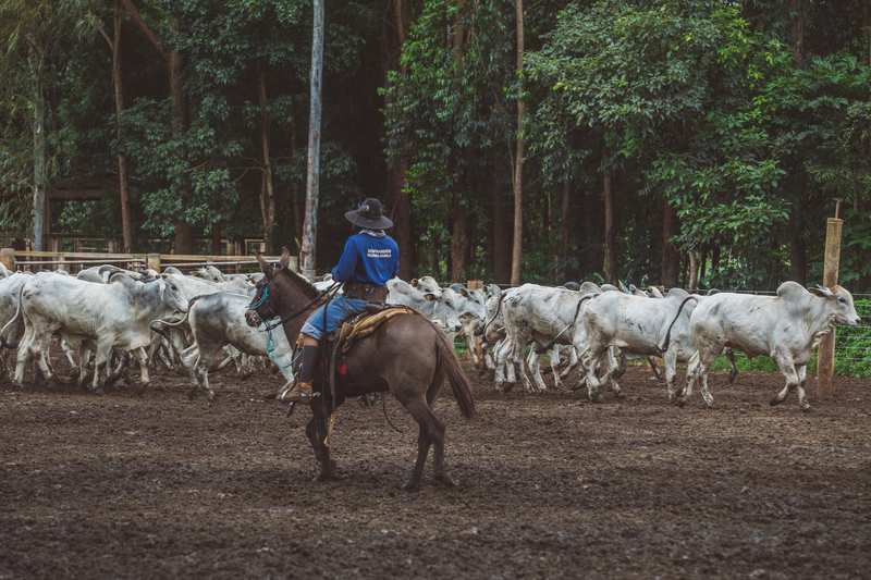 Como iniciar a gestão de uma propriedade rural