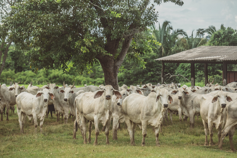Sustentabilidade na bovinocultura de corte