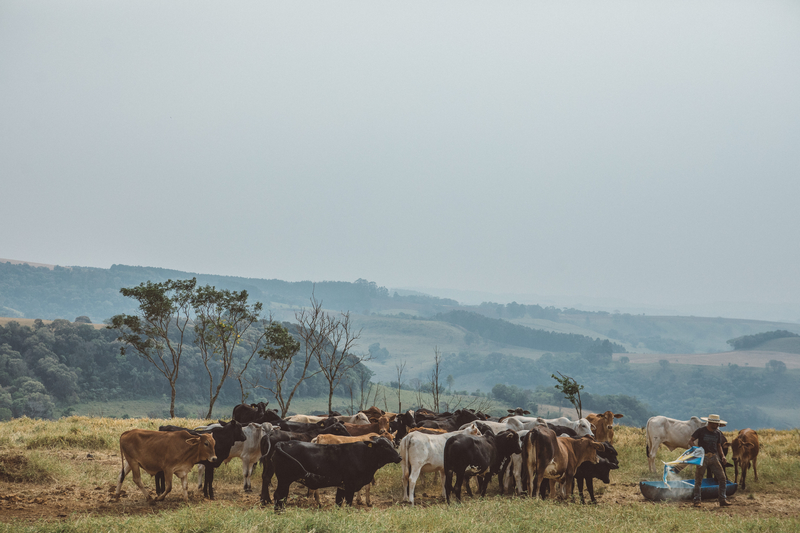 VBP da agropecuária deve ultrapassar R$848 bilhões