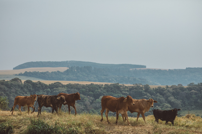 Agropecuária é o único setor que cresceu em 2020